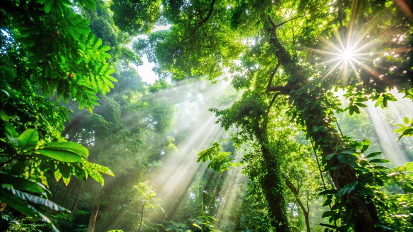 10 Fakta Menakjubkan tentang Hutan Hujan Tropis Indonesia