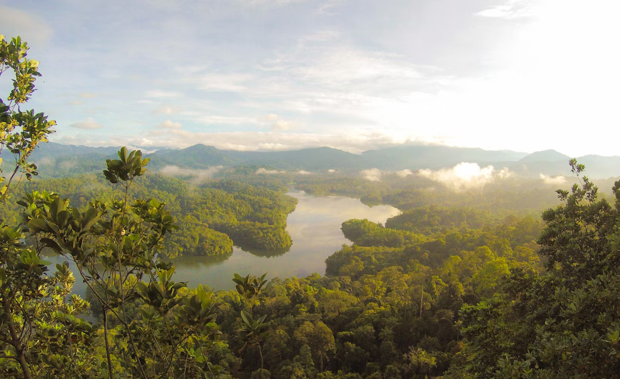 Menjaga Hutan Tropis Indonesia: Kunci Keanekaragaman Hayati Dunia