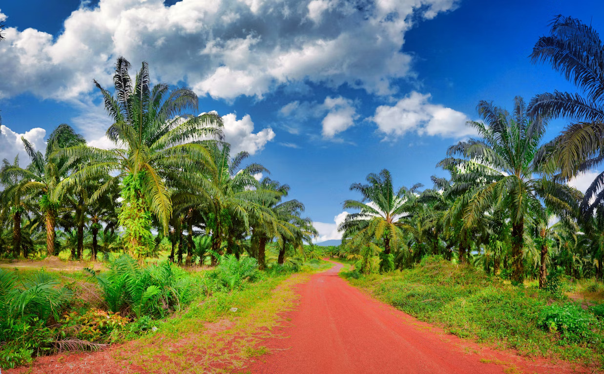 Pengaruh Perkebunan Kelapa Sawit terhadap Deforestisasi