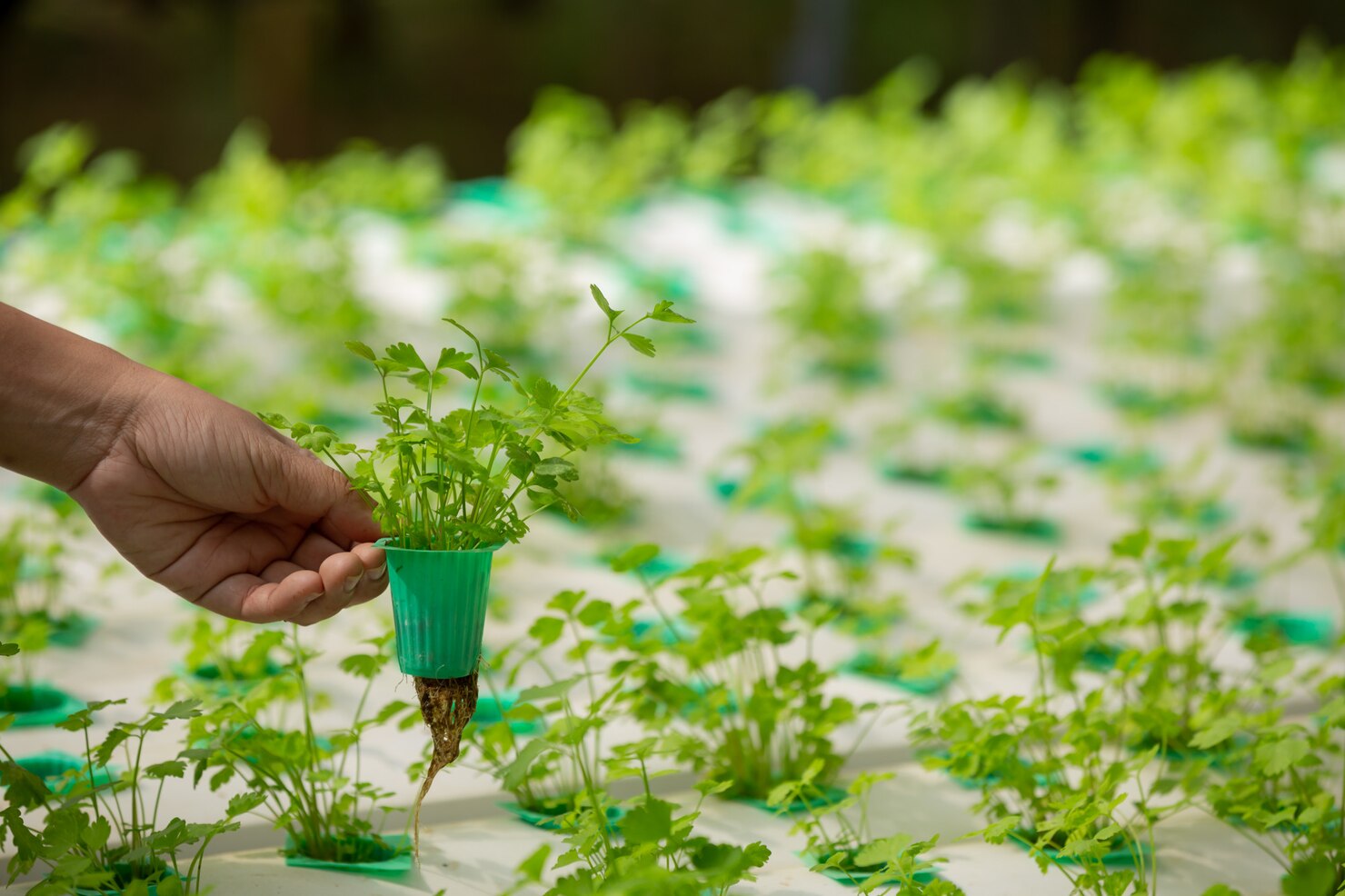 Urban Farming Solusi Pangan di Tengah Kota Padat