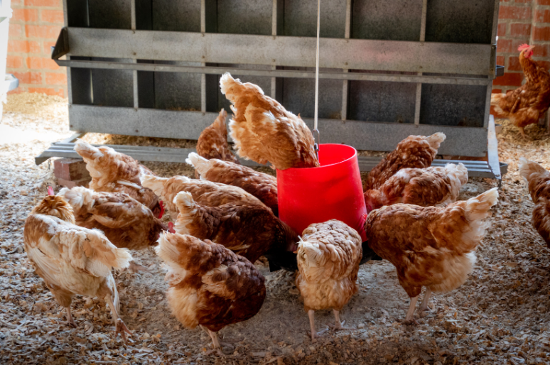 Telur Cage-Free: Tren Positif atau Bentuk Baru Greenwashing?