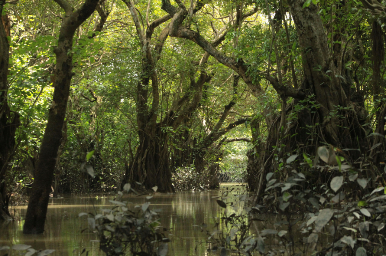 Apa Itu Biodiversitas? Pengertian, Jenis, dan Manfaatnya bagi Kehidupan