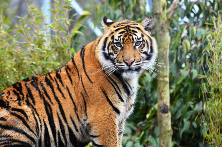 Harimau Sumatra, Predator yang Berjuang Melawan Kepunahan