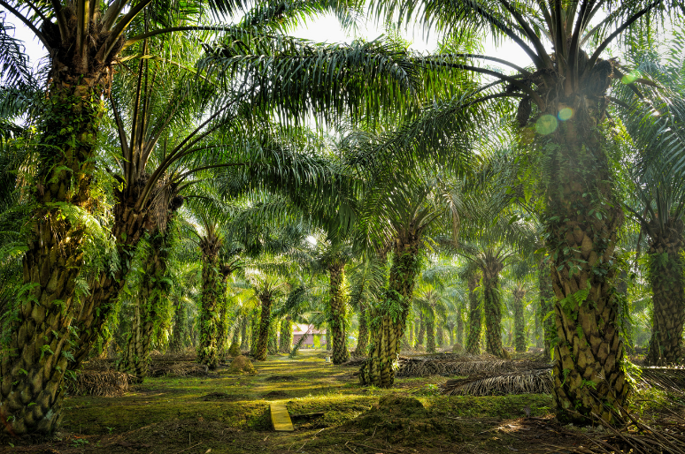 Kebun Sawit, Solusi Energi Nabati atau Perusak Lingkungan?