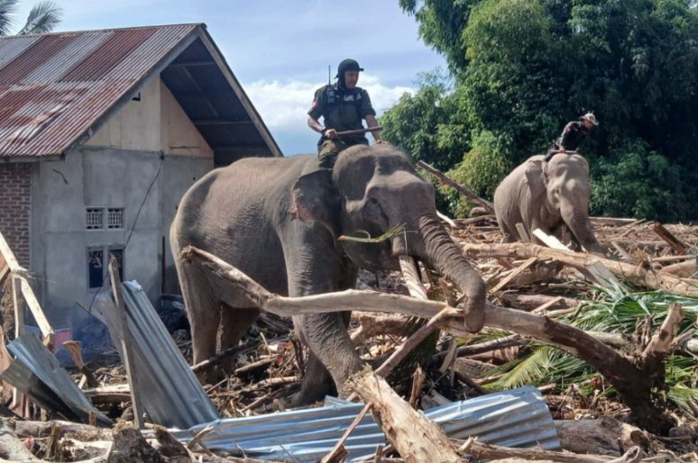 Koeksistensi Manusia dan Satwa: Kisah Gajah Bantu Evakuasi Banjir di Sumatra