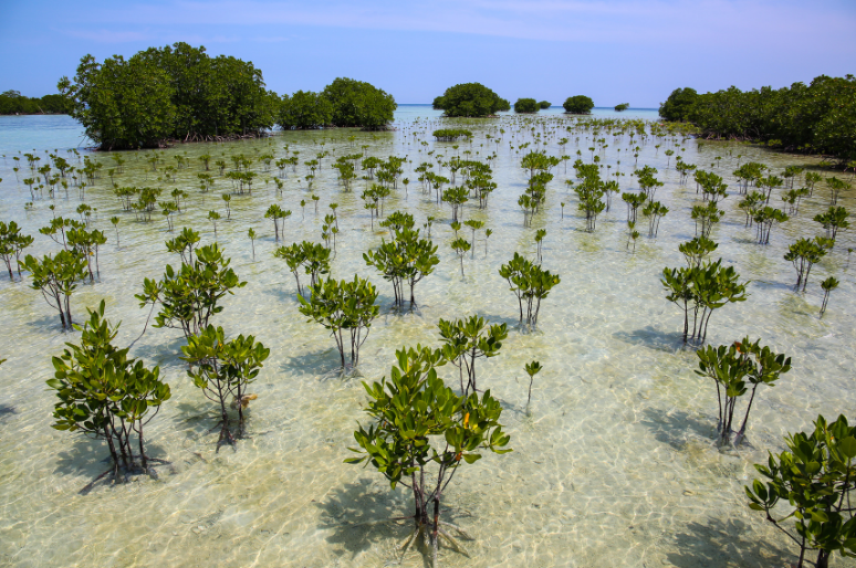 Apakah Hutan Mangrove Bisa Mencegah Tsunami? Berikut Faktanya!