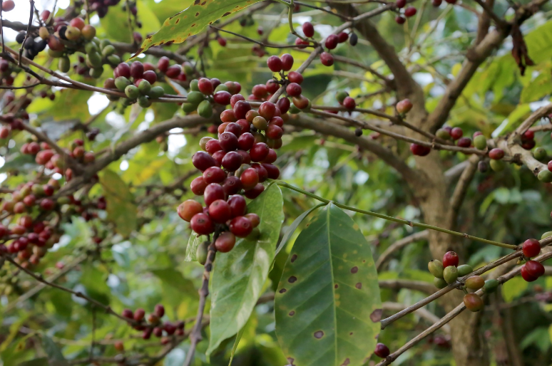 Dampak Negatif Perkebunan Kopi terhadap Kualitas Lingkungan