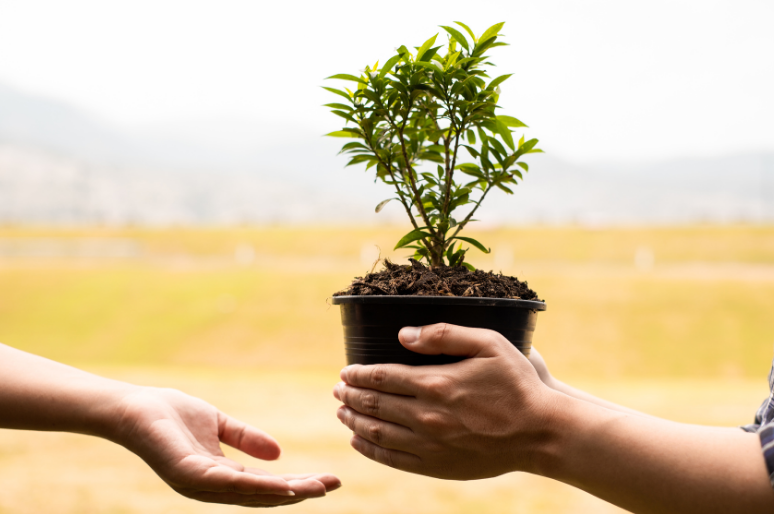 Mengapa Agroforestri Penting dalam Pengelolaan Lingkungan Hidup?